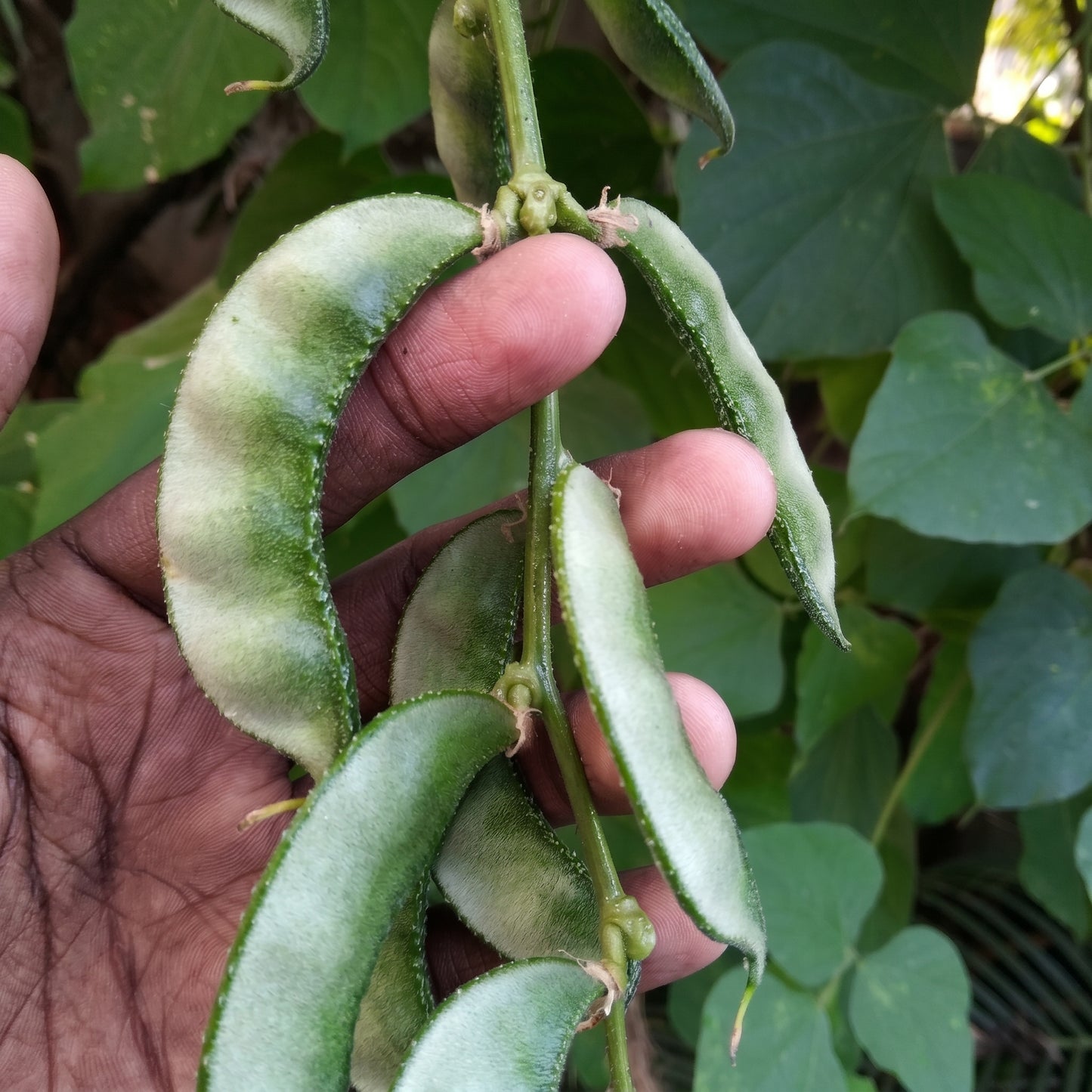 Hyacinth Bean Vine Seeds White Climbing Hyacinth Bean Seeds Dolichos lablab