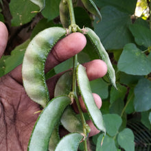 Hyacinth Bean Vine Seeds White Climbing Hyacinth Bean Seeds Dolichos lablab