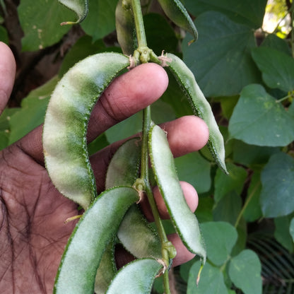 Hyacinth Bean Vine Seeds White Climbing Hyacinth Bean Seeds Dolichos lablab