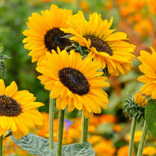 Mammoth Sunflower Seeds Tall Annual Sunflower Flower Seeds Helianthus annuus