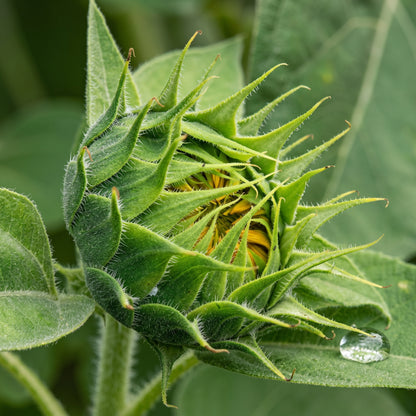 Mammoth Sunflower Seeds Tall Annual Sunflower Flower Seeds Helianthus annuus