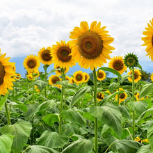 Mammoth Sunflower Seeds Tall Annual Sunflower Flower Seeds Helianthus annuus