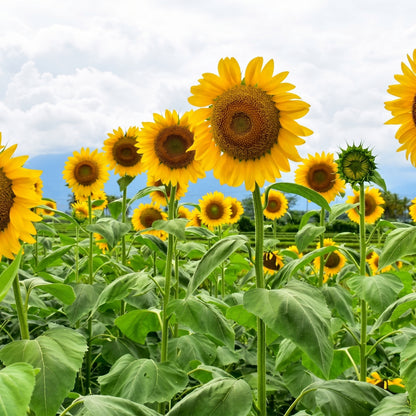 Mammoth Sunflower Seeds Tall Annual Sunflower Flower Seeds Helianthus annuus