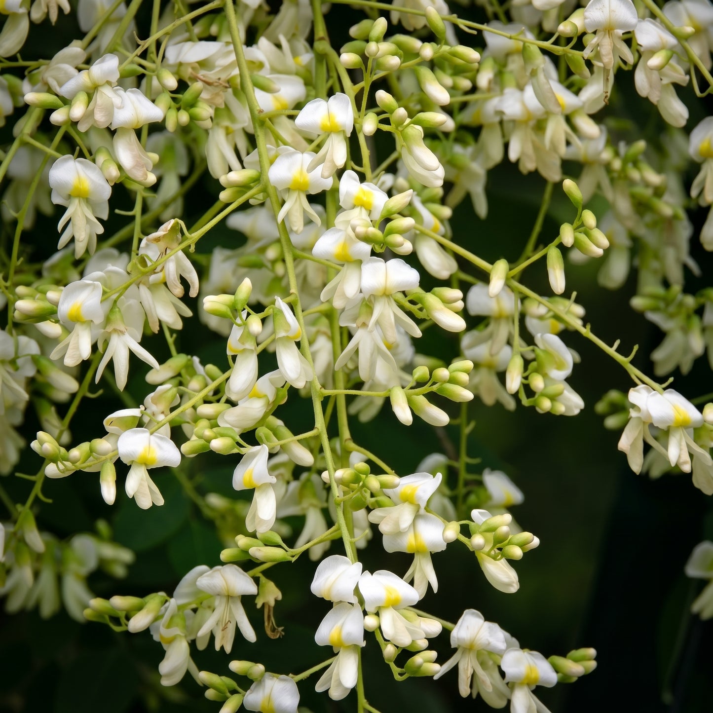 Sophora Japonica Seeds Japanese Pagoda Tree Seeds Styphnolobium japonicum