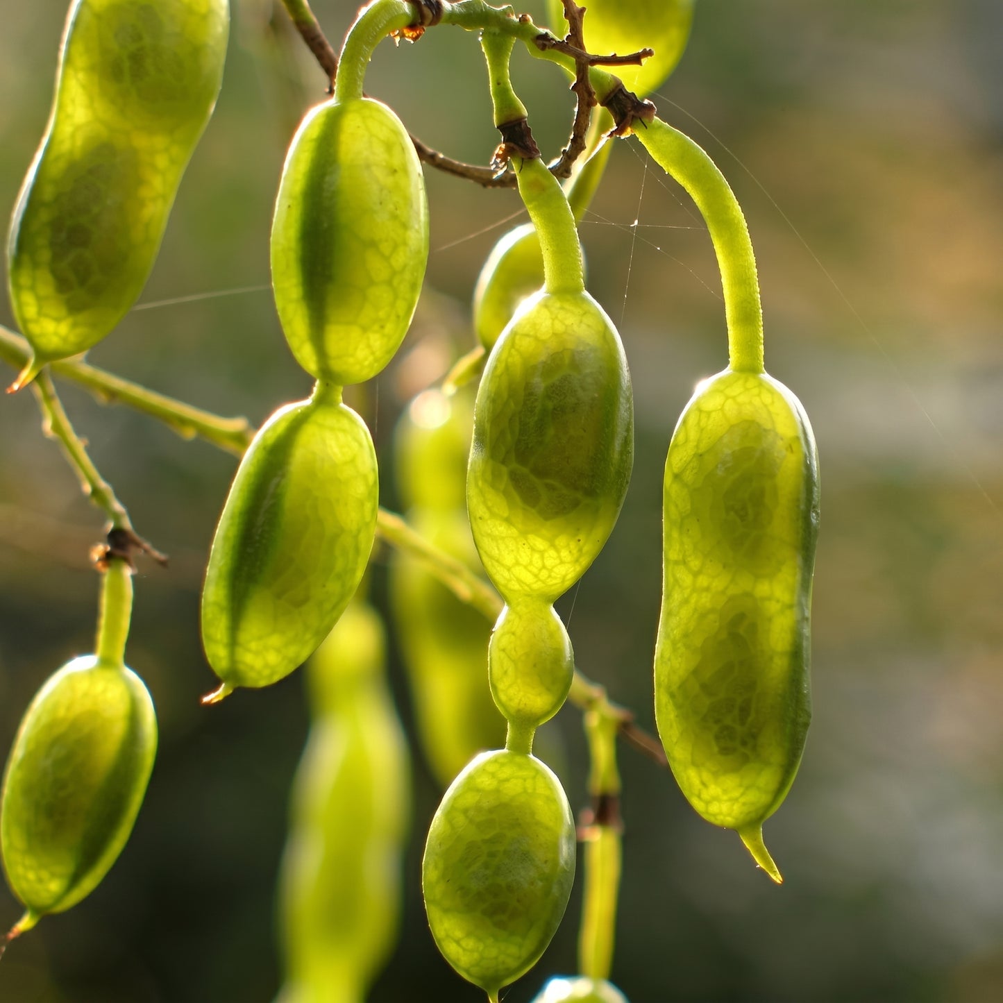 Sophora Japonica Seeds Japanese Pagoda Tree Seeds Styphnolobium japonicum