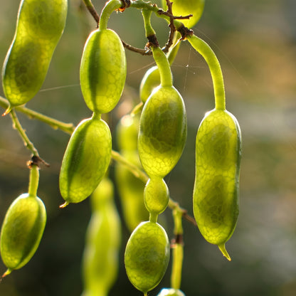 Sophora Japonica Seeds Japanese Pagoda Tree Seeds Styphnolobium japonicum