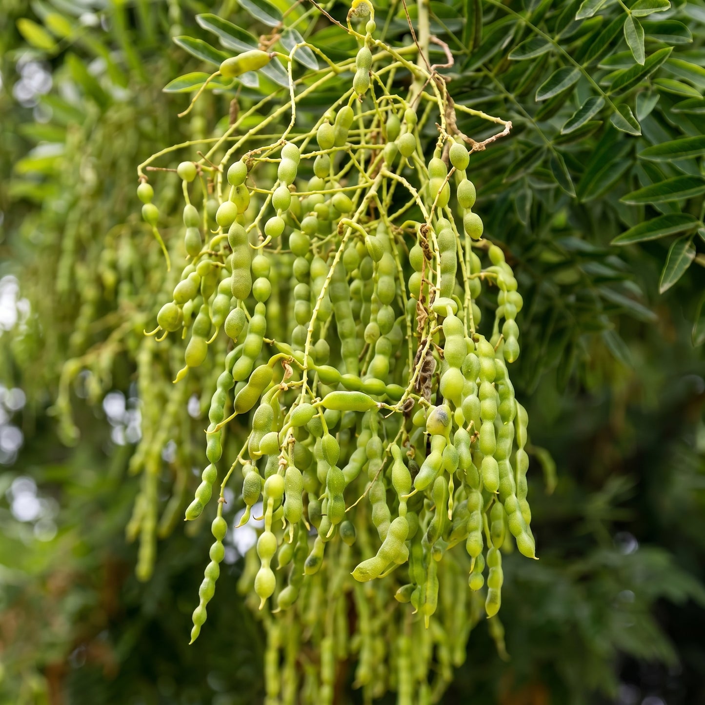 Sophora Japonica Seeds Japanese Pagoda Tree Seeds Styphnolobium japonicum