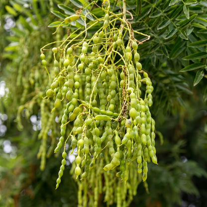 Sophora Japonica Seeds Japanese Pagoda Tree Seeds Styphnolobium japonicum