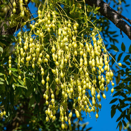 Sophora Japonica Seeds Japanese Pagoda Tree Seeds Styphnolobium japonicum