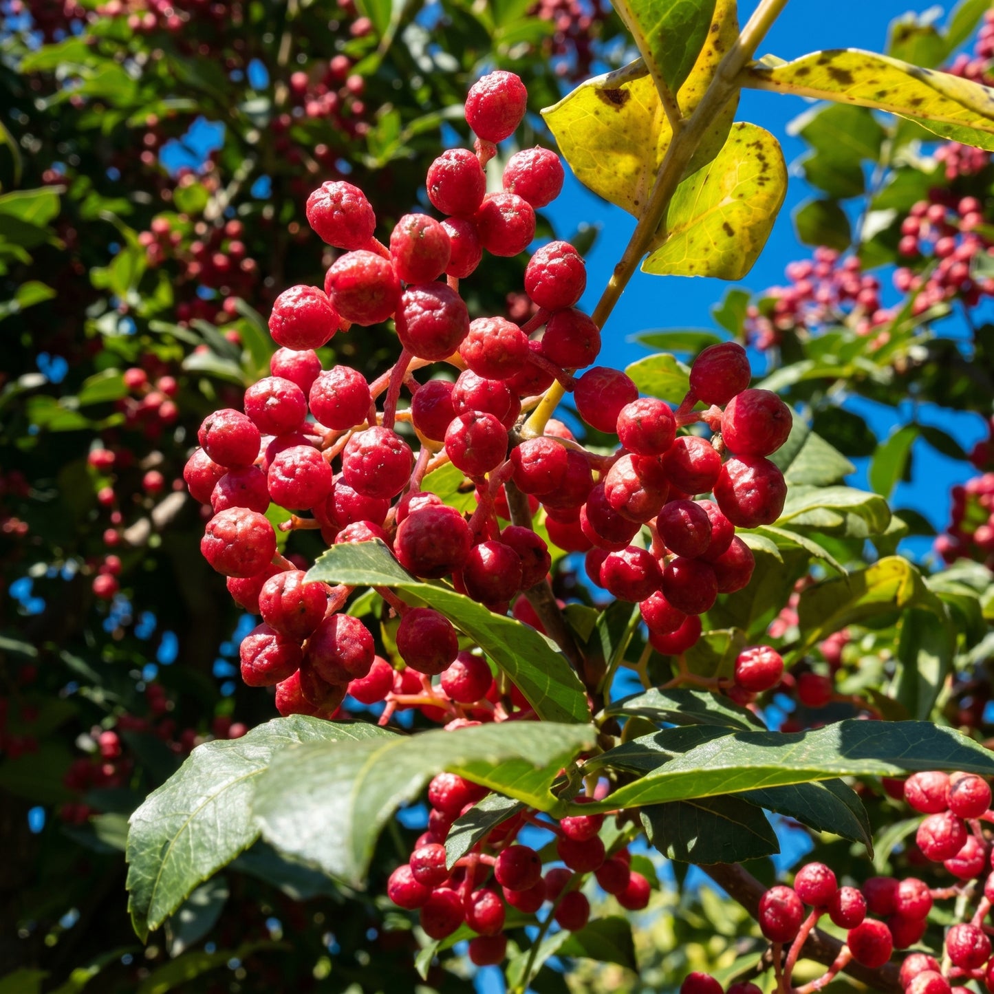 Sichuan Pepper Plant Zanthoxylum bungeanum Aromatic Herb Shrub Plant