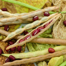 Adzuki Bean Seeds Red Bean Seeds Vigna angularis Heirloom Bean Seeds