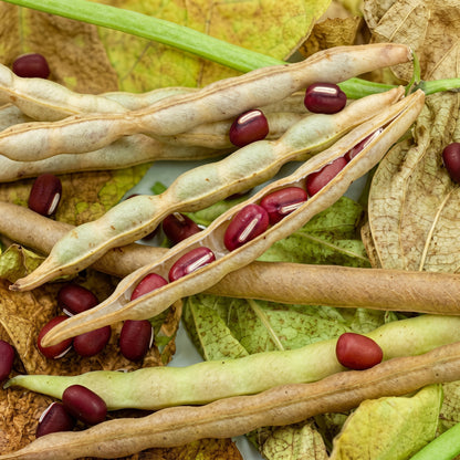 Adzuki Bean Seeds Red Bean Seeds Vigna angularis Heirloom Bean Seeds