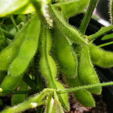 Edamame Soybean Seeds Midori Giant Green Soy Bean Seeds Glycine max