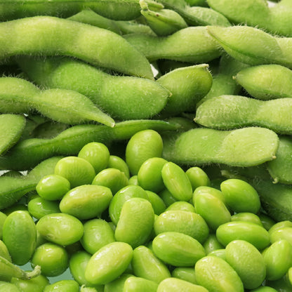 Edamame Soybean Seeds Midori Giant Green Soy Bean Seeds Glycine max