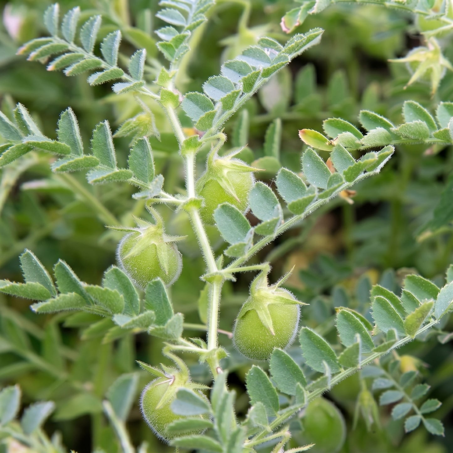 Red Lentil Seeds Lens culinaris Lentil Seeds Heirloom Legume Seeds