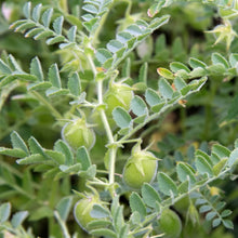 Red Lentil Seeds Lens culinaris Lentil Seeds Heirloom Legume Seeds