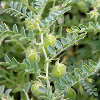 Red Lentil Seeds Lens culinaris Lentil Seeds Heirloom Legume Seeds