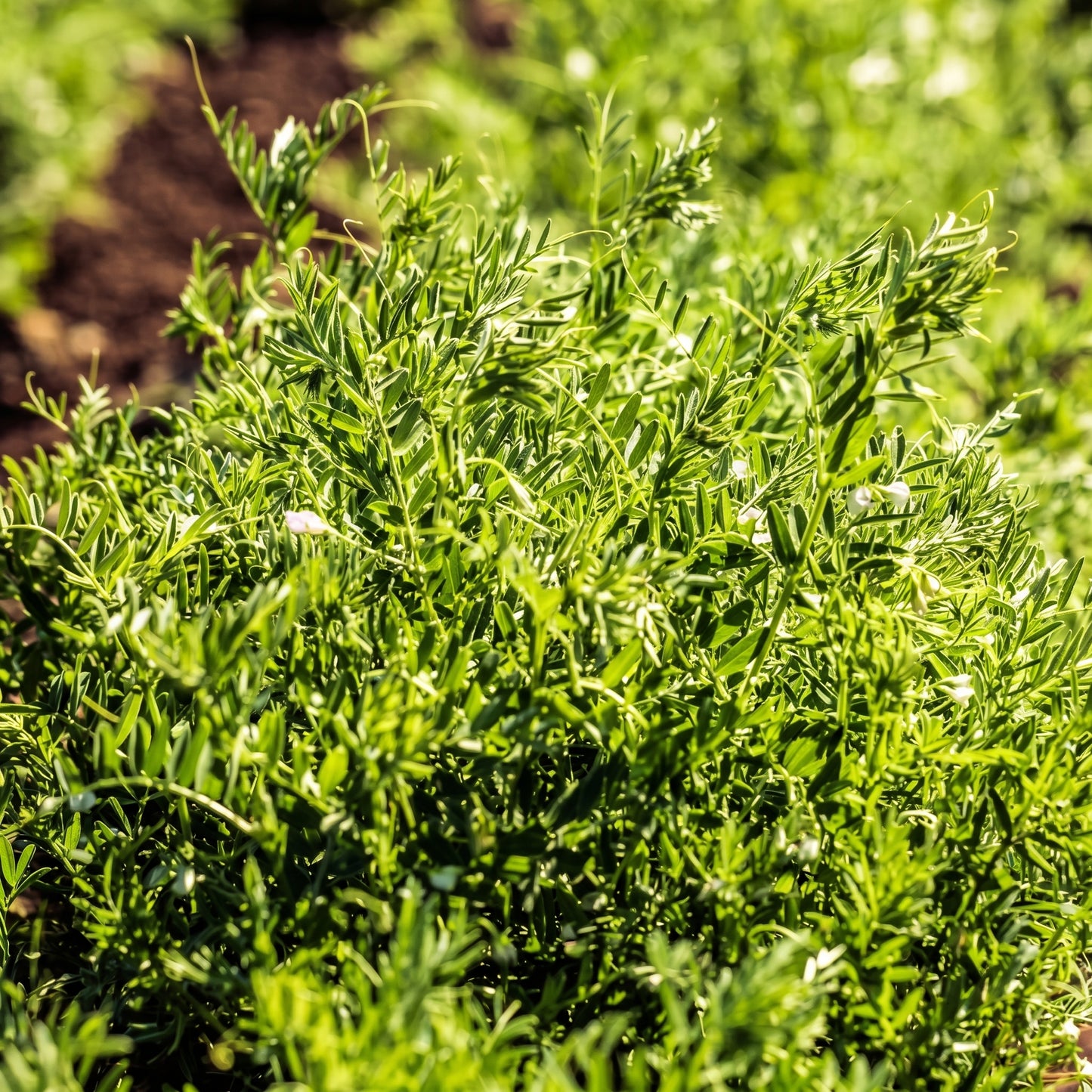 Red Lentil Seeds Lens culinaris Lentil Seeds Heirloom Legume Seeds