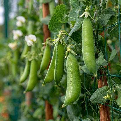 Snap Pea Seeds Sugar Daddy Snap Pea Seeds Pisum sativum var macrocarpon