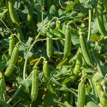 Snap Pea Seeds Sugar Daddy Snap Pea Seeds Pisum sativum var macrocarpon