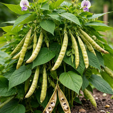 Black Eyed Pea Seeds Cowpea Seeds Vigna unguiculata Heirloom Legume Seeds