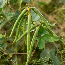 Mung Bean Seeds Green Gram Seeds Vigna radiata Heirloom Legume Seeds