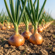 Walla Walla Onion Seeds Sweet Onion Seeds Allium cepa Heirloom Bulb Seeds