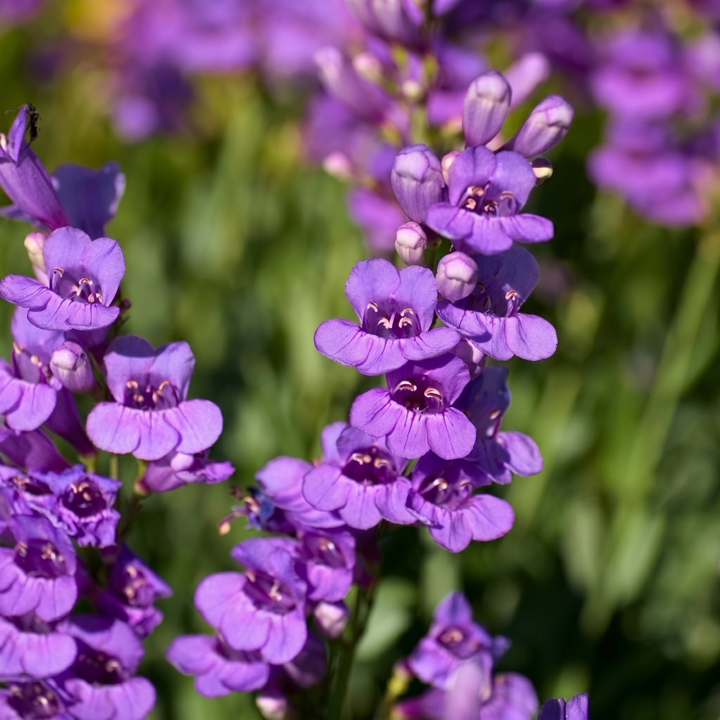 Penstemon Spectabilis Seeds Perennial Showy Flower Plant