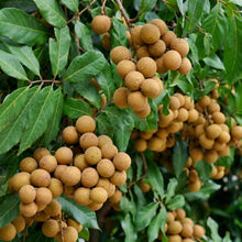 Dwarf Longan Seeds Dimocarpus longan Longan Fruit Tree Seeds