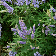 Chaste Tree Seeds Vitex agnus castus Purple Flowering Shrub Seeds