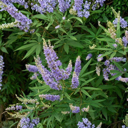 Chaste Tree Seeds Vitex agnus castus Purple Flowering Shrub Seeds