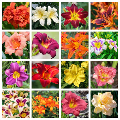 Daylily Hemerocallis Seeds – Mixed Color Flower Seeds