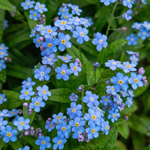Forget Me Not Seeds Myosotis sylvatica Blue Flower Seeds