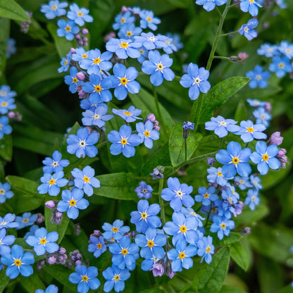 Forget Me Not Seeds Myosotis sylvatica Blue Flower Seeds
