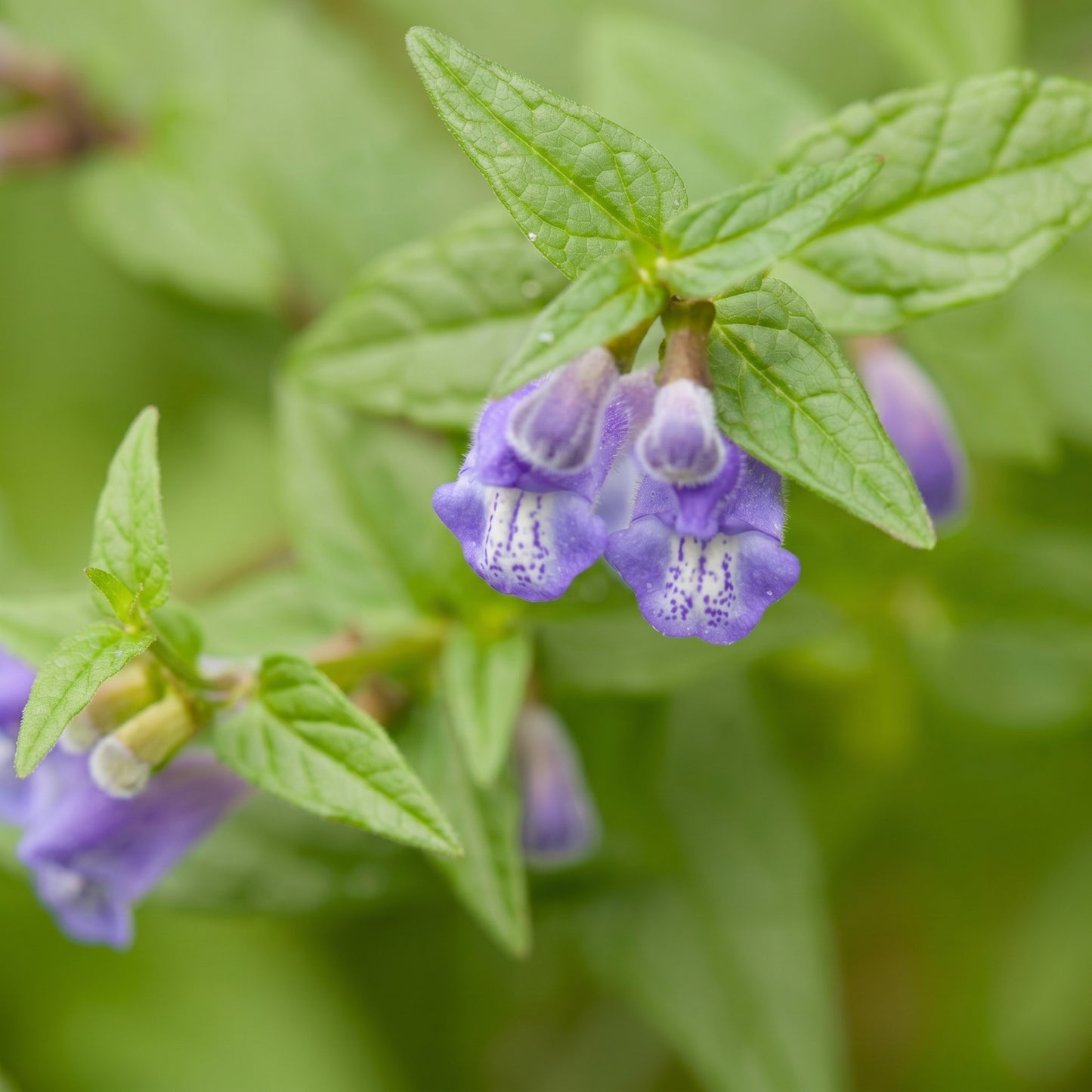 Skullcap Seeds (Scutellaria spp.) – Open Pollinated Perennial Herb Seeds