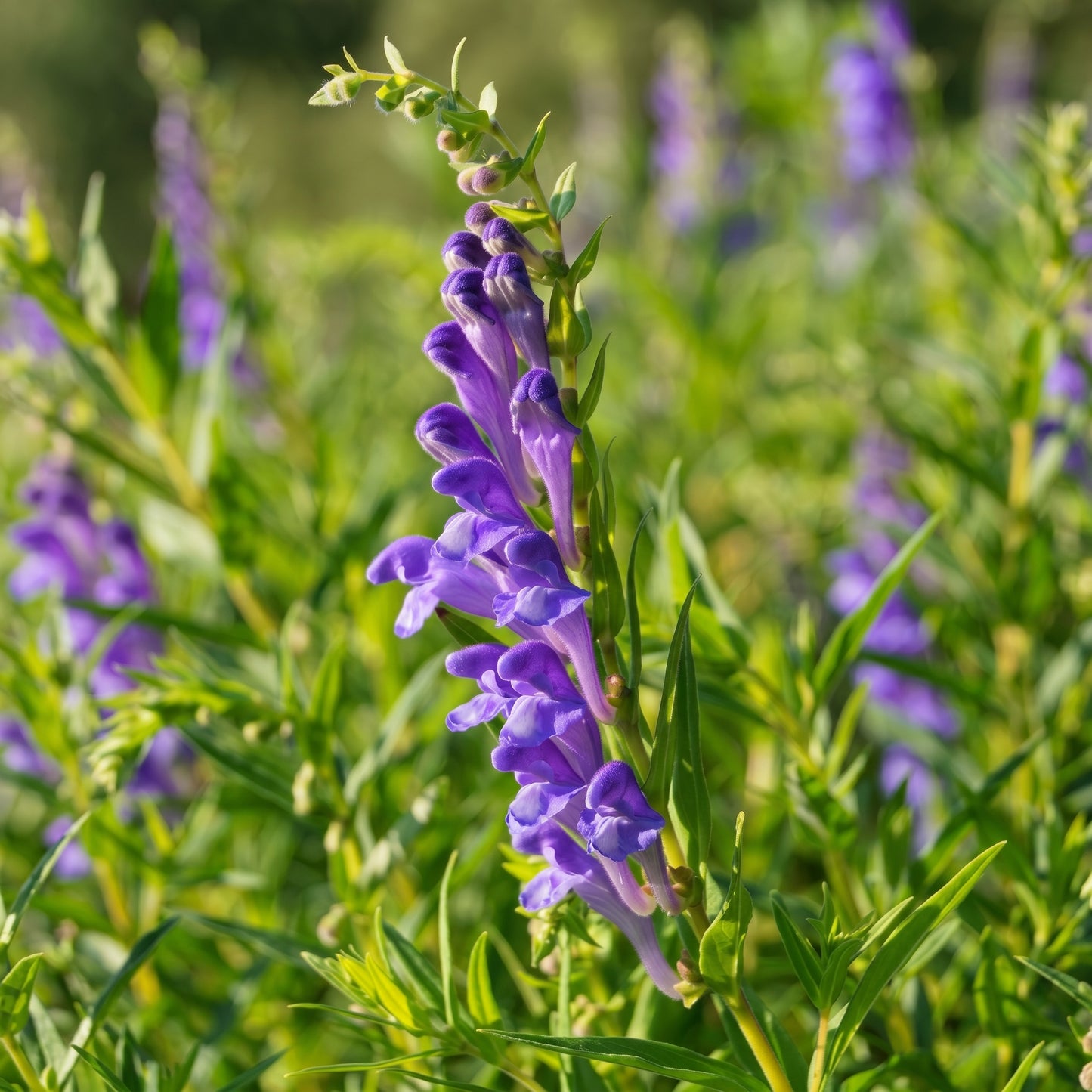 Skullcap Seeds (Scutellaria spp.) – Open Pollinated Perennial Herb Seeds