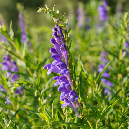 Skullcap Seeds (Scutellaria spp.) – Open Pollinated Perennial Herb Seeds