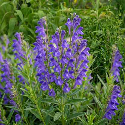 Skullcap Seeds (Scutellaria spp.) – Open Pollinated Perennial Herb Seeds