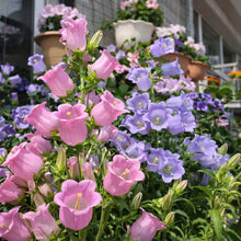 Canterbury Bells Seeds (Campanula medium) – Biennial Flower Seeds for Garden