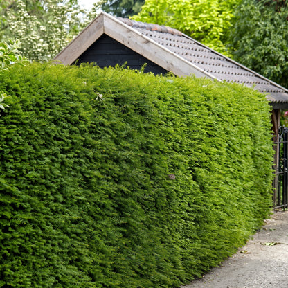 English Yew Seeds (Taxus baccata) – Evergreen Garden Seeds