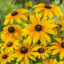 Black Eyed Susan Seeds – Rudbeckia hirta Flower Seeds