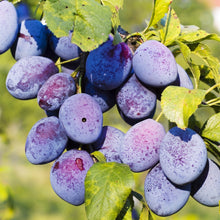 Wild Plum Tree Seeds – Outdoor Fruit Plant Seeds