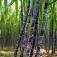 Sugarcane Seeds – Garden Crop Plant Seeds