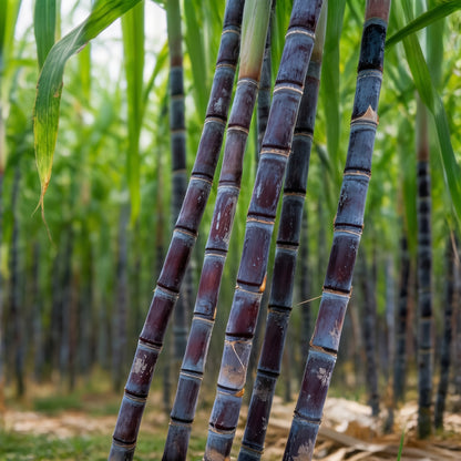Sugarcane Seeds – Garden Crop Plant Seeds