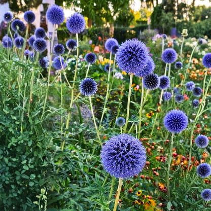 Blue Globe Thistle Seeds (Echinops ritro)