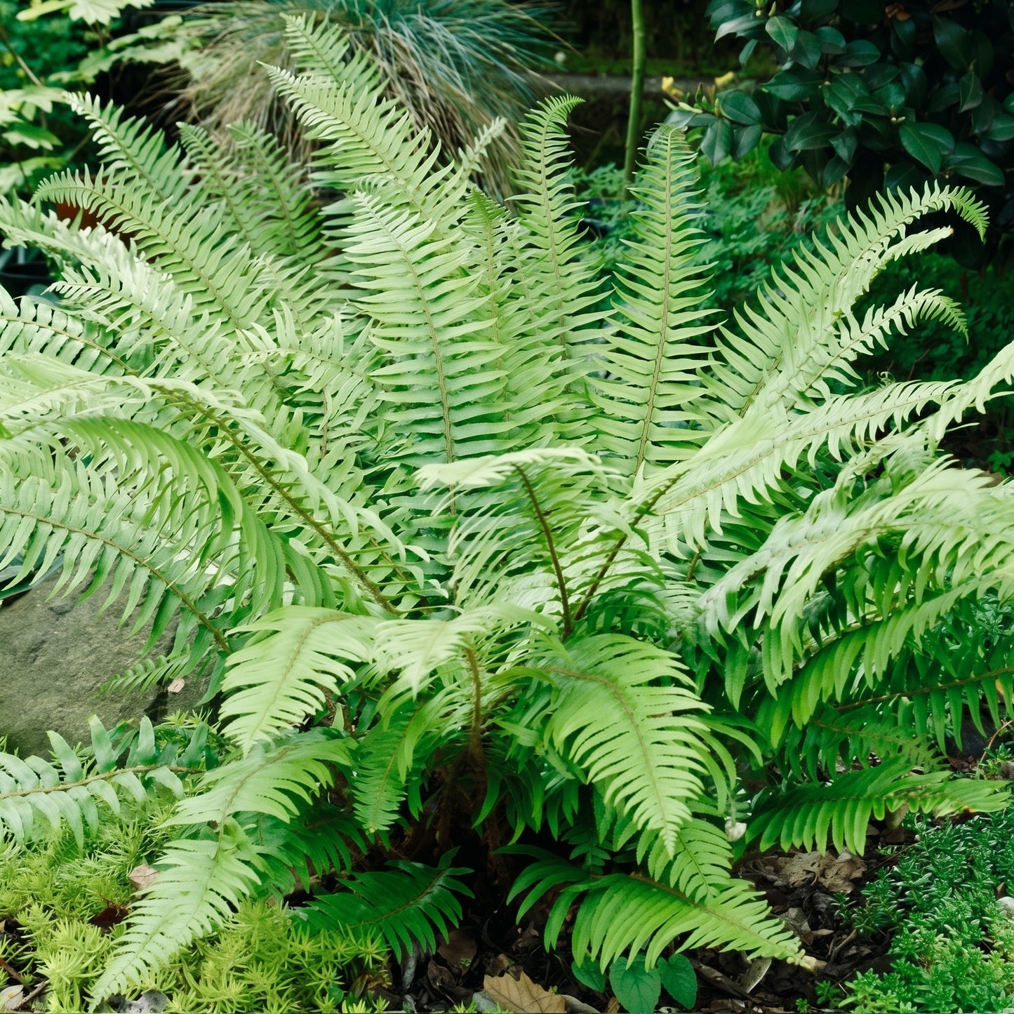 Western Swordfern Spores (Polystichum munitum) Fern Planting Material for Garden and Indoor Green Foliage