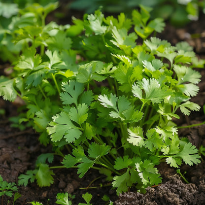 Coriander Seeds for Herb Garden Planting
