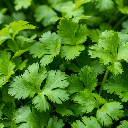 Coriander Seeds for Herb Garden Planting