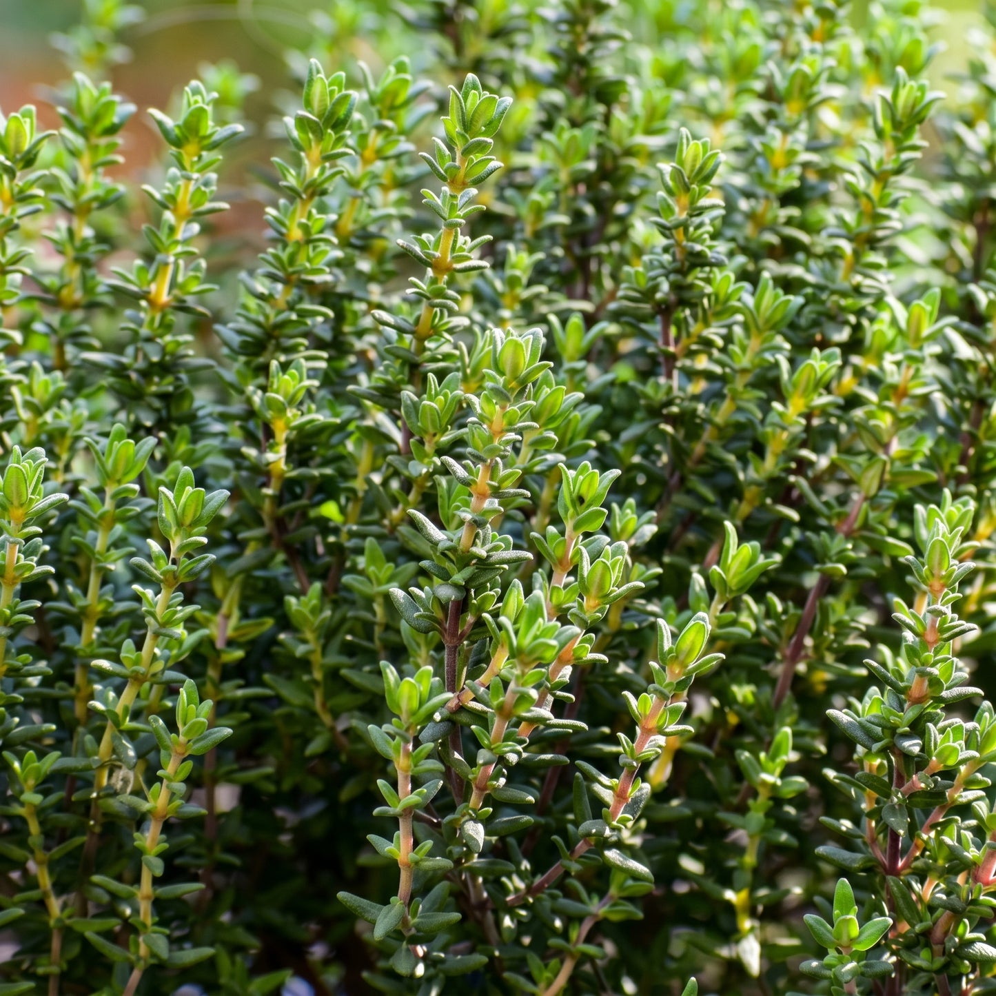 Thyme Seeds Herb Plant for Garden Growing