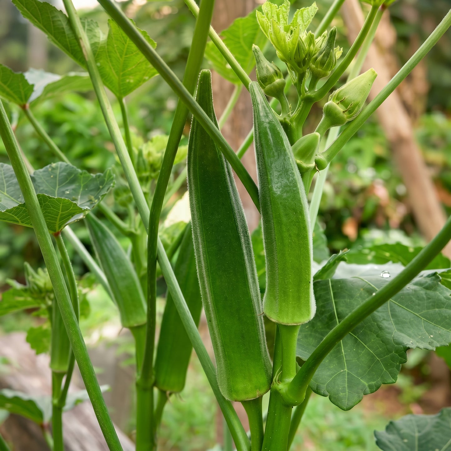 Okra Seeds Vegetable Plant for Garden Growing